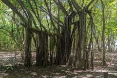 IMG-20250205-WA0031